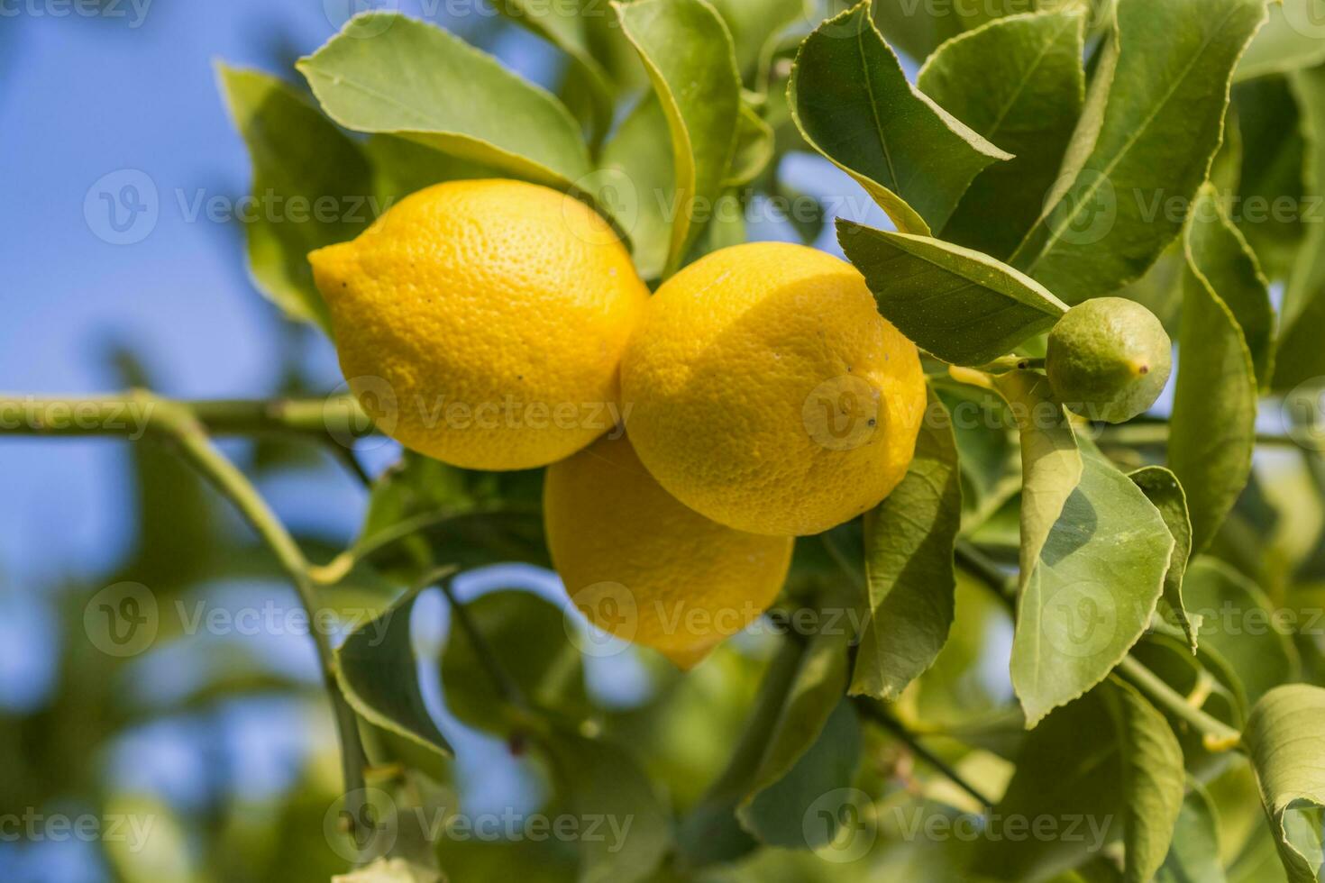 citroner från fruktträdgård i de citron- träd, patagonien foto