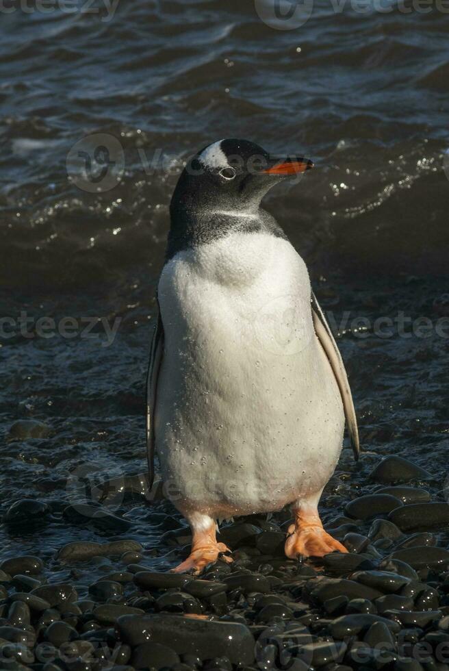 gentoo pingvin, antartika foto