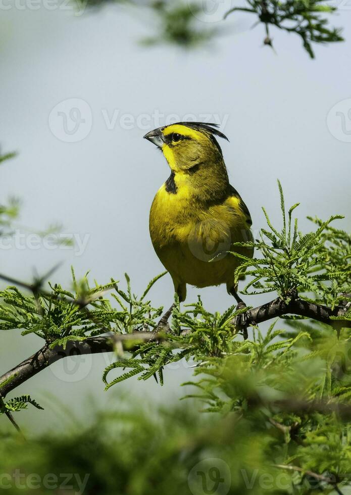 gul kardinal, gubernatrix cristata, endangered arter i la pampa, argentina foto