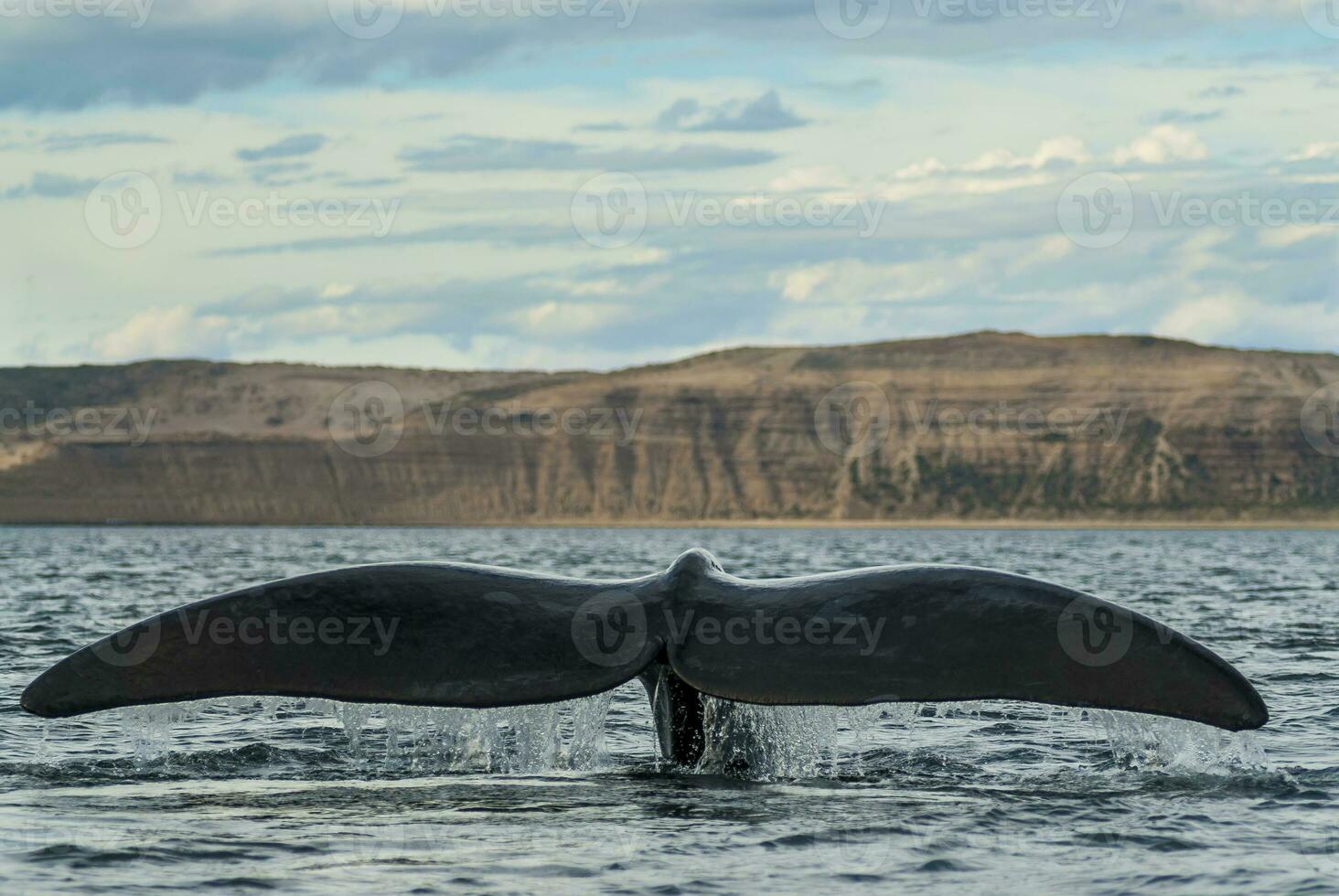 sydlig rätt val svans ,eubalaena australis, halvö valdes, patagonien foto