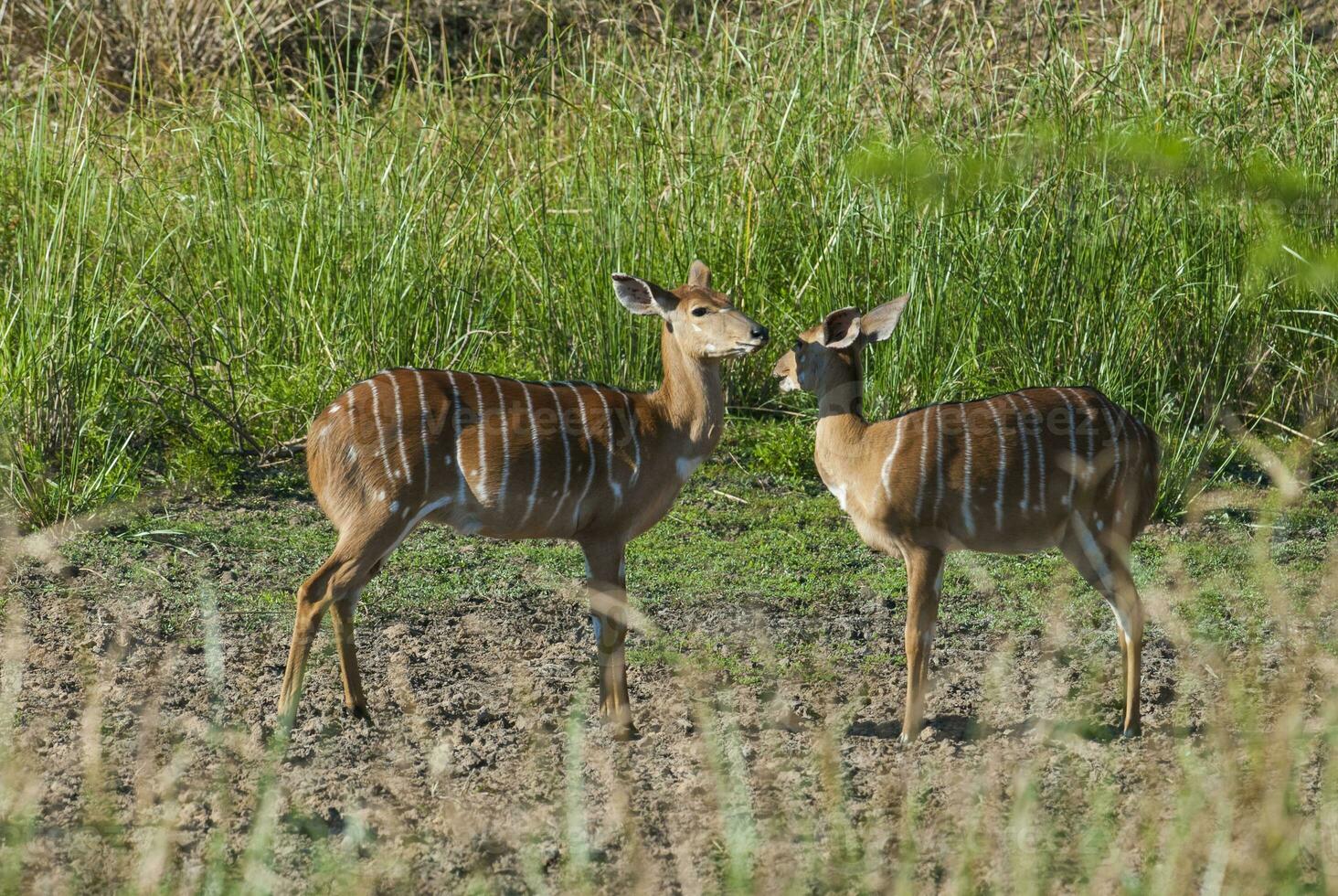 nyala kvinna dricka, kruger nationell parkera, söder afrika foto