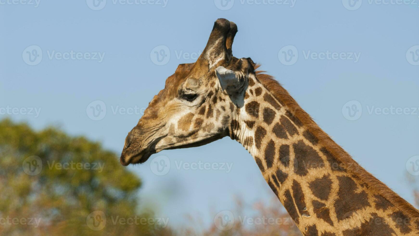 giraff kruger nationell parkera söder afrika. foto