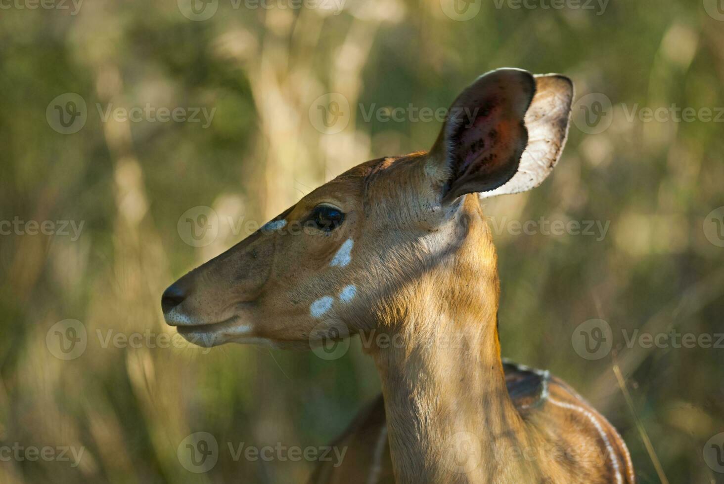 nyala antilop manlig och kvinna , kruger nationell parkera, söder afrika foto