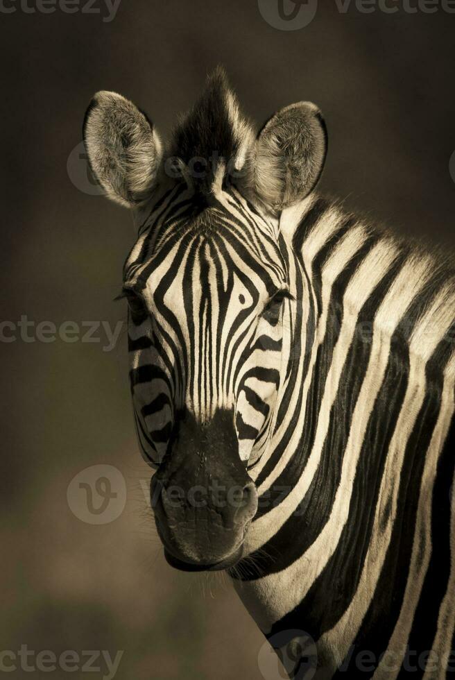 allmänning zebra bebis, kruger nationell parkera, söder afrika. foto