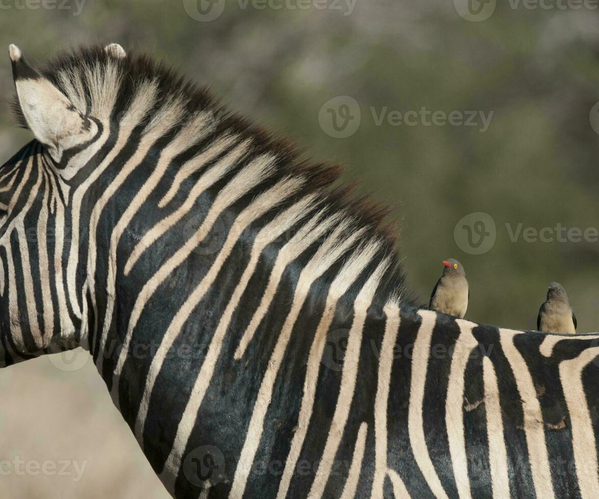 allmänning zebra bebis, kruger nationell parkera, söder afrika. foto