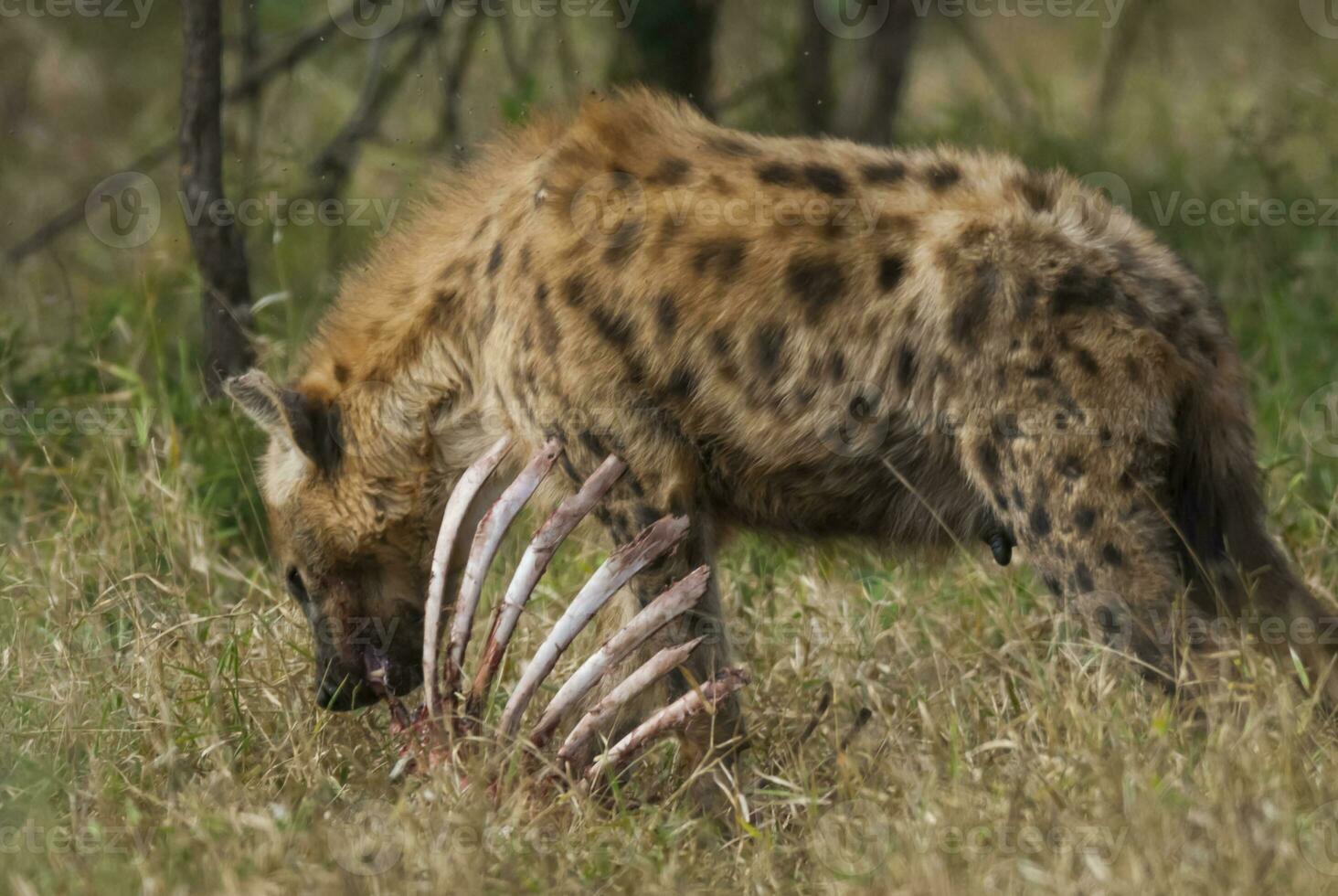 hyena äter, kruger nationell parkera, söder afrika. foto