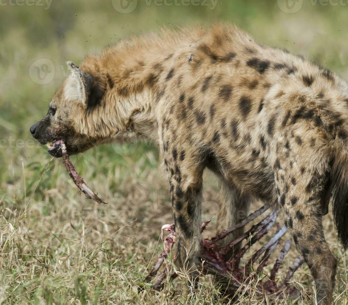 hyena äter, kruger nationell parkera, söder afrika. foto