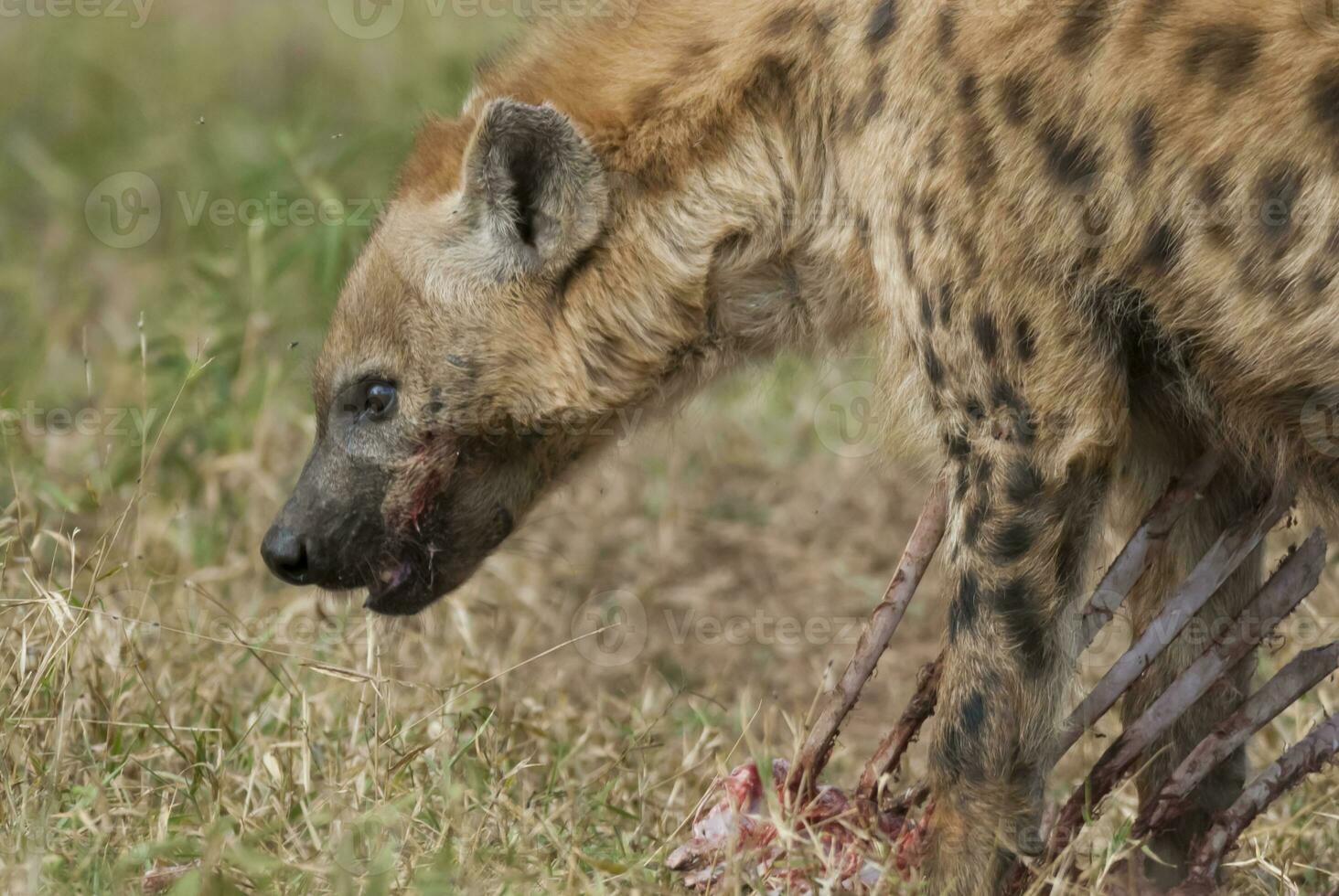 hyena äter, kruger nationell parkera, söder afrika. foto