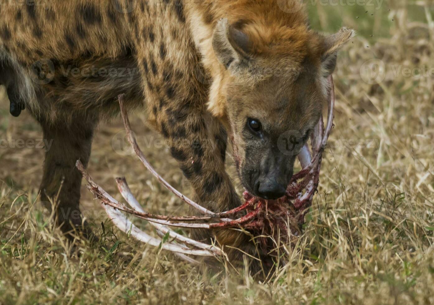 hyena äter, kruger nationell parkera, söder afrika. foto