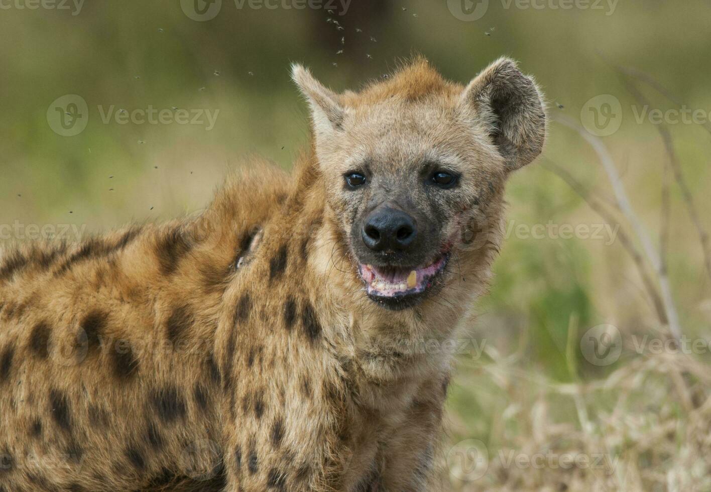 hyena äter, kruger nationell parkera, söder afrika. foto