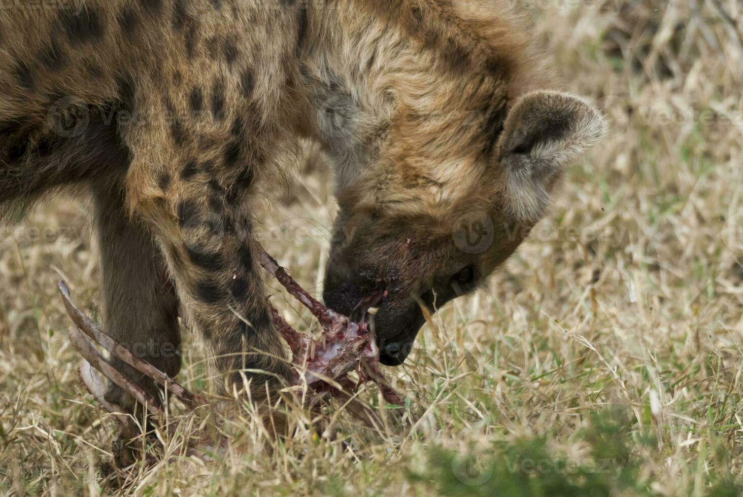 hyena äter, kruger nationell parkera, söder afrika. foto