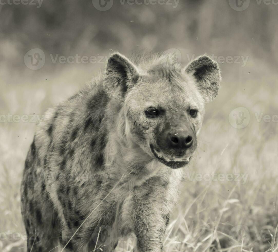 hyena äter, kruger nationell parkera, söder afrika. foto