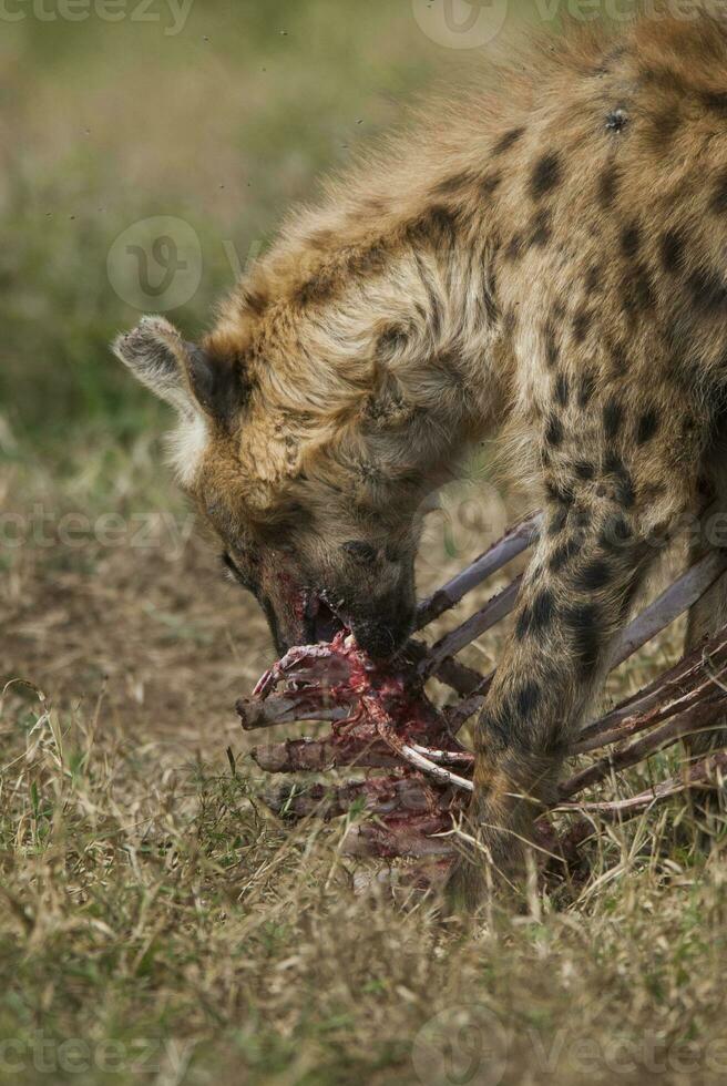 hyena äter, kruger nationell parkera, söder afrika. foto