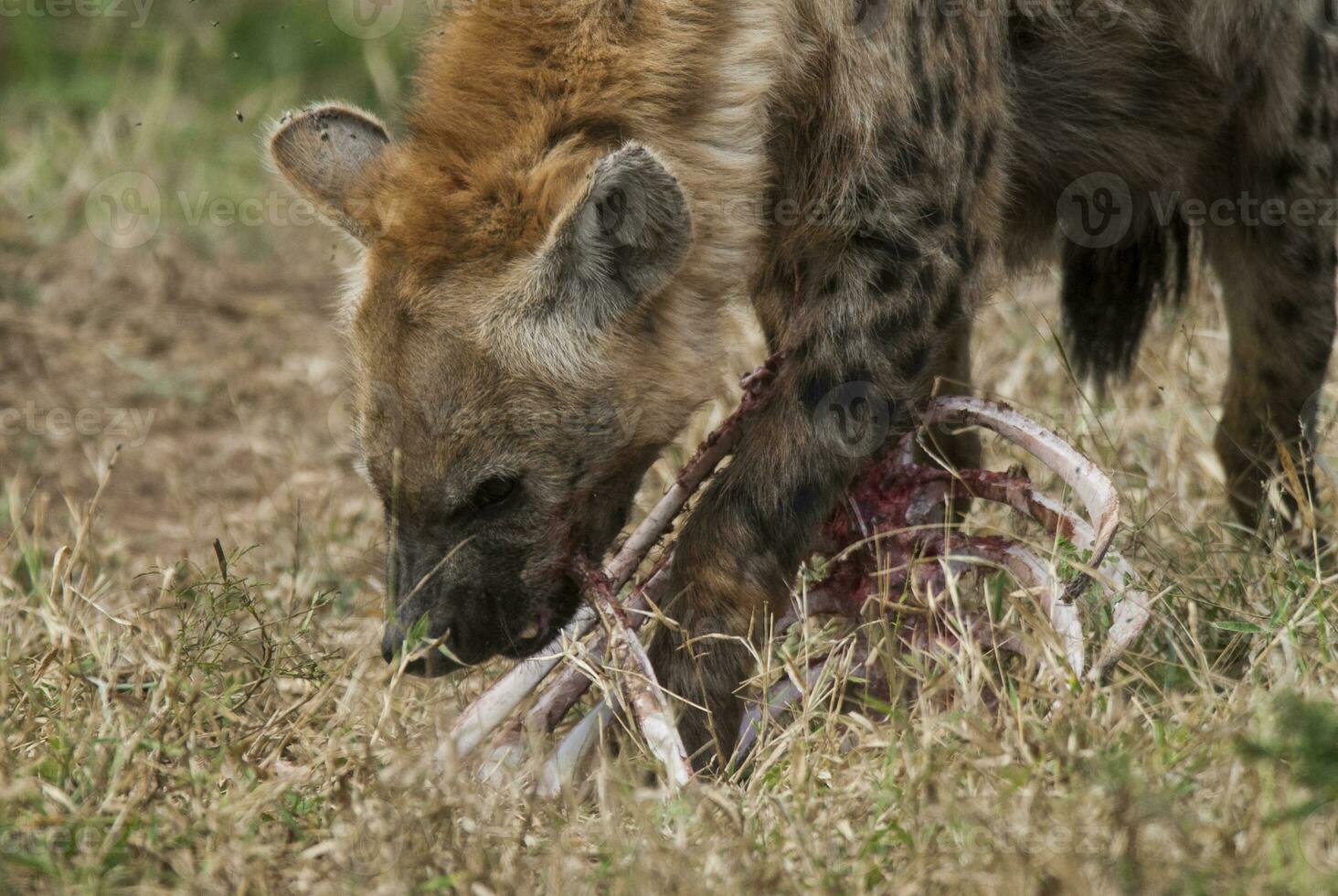 hyena leende, kruger nationell parkera, söder afrika. foto