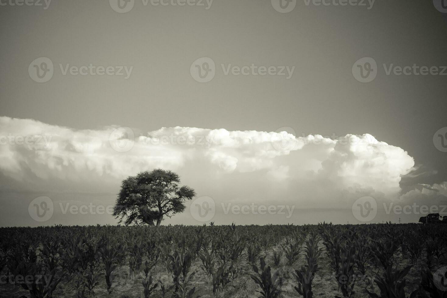 storm regn i lantlig landskap, la pampa provins, patagonien, argentina. foto