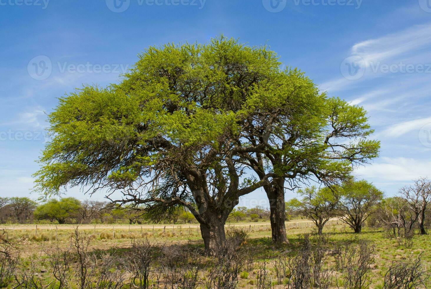 pampas träd och gräs landskap, la pampa provins, argentina foto