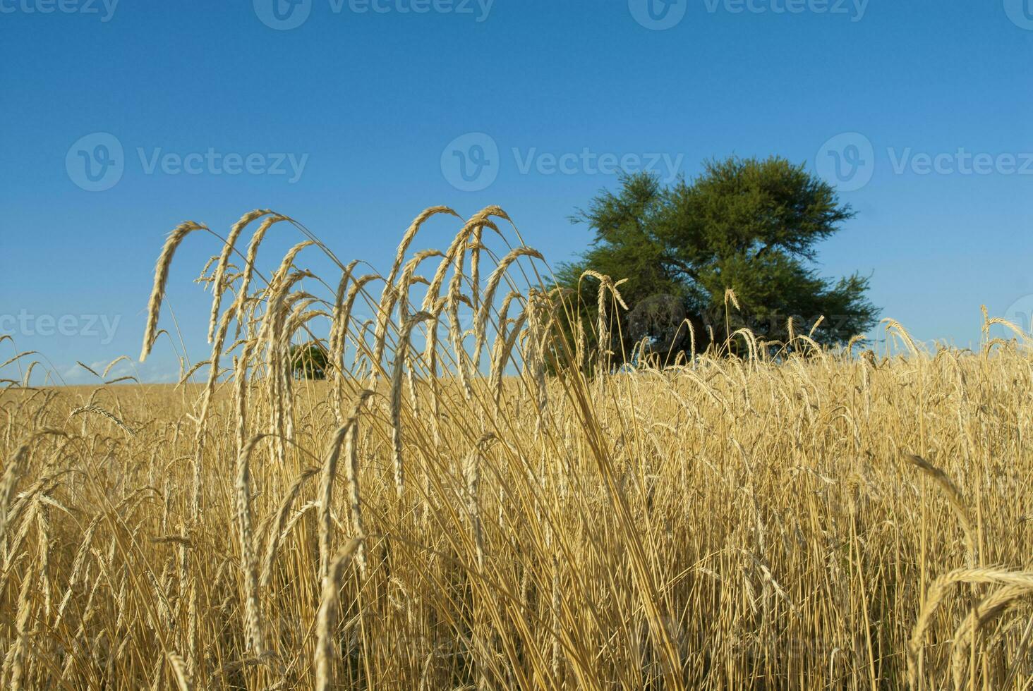 vete fält i pampas landsbygden, la pampa provins, patagonien, argentina foto