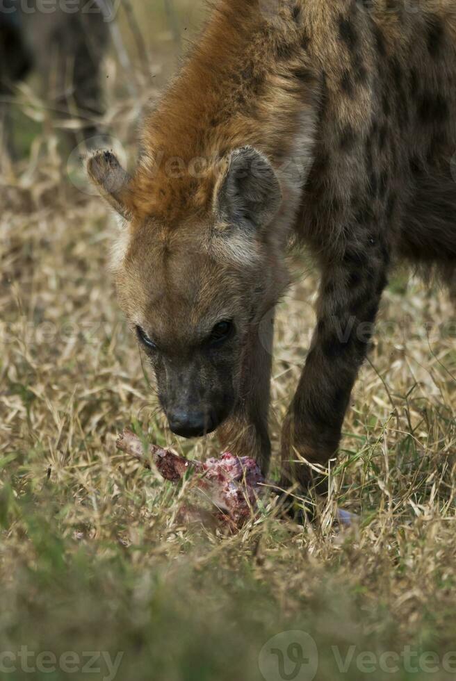 hyena äter, kruger nationell parkera, söder afrika. foto