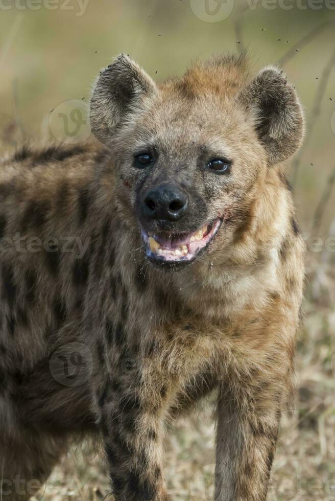 hyena leende, kruger nationell parkera, söder afrika. foto