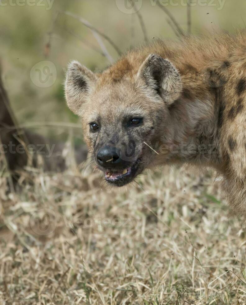 hyena äter, kruger nationell parkera, söder afrika. foto