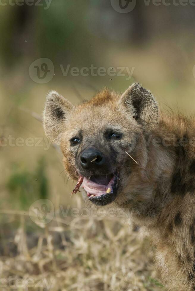 hyena äter, kruger nationell parkera, söder afrika. foto