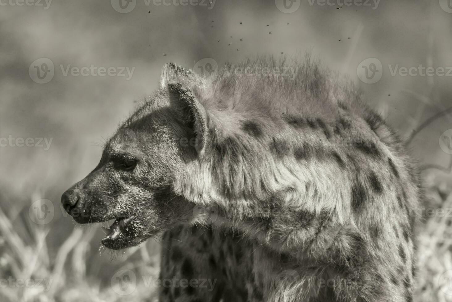 hyena äter, kruger nationell parkera, söder afrika. foto