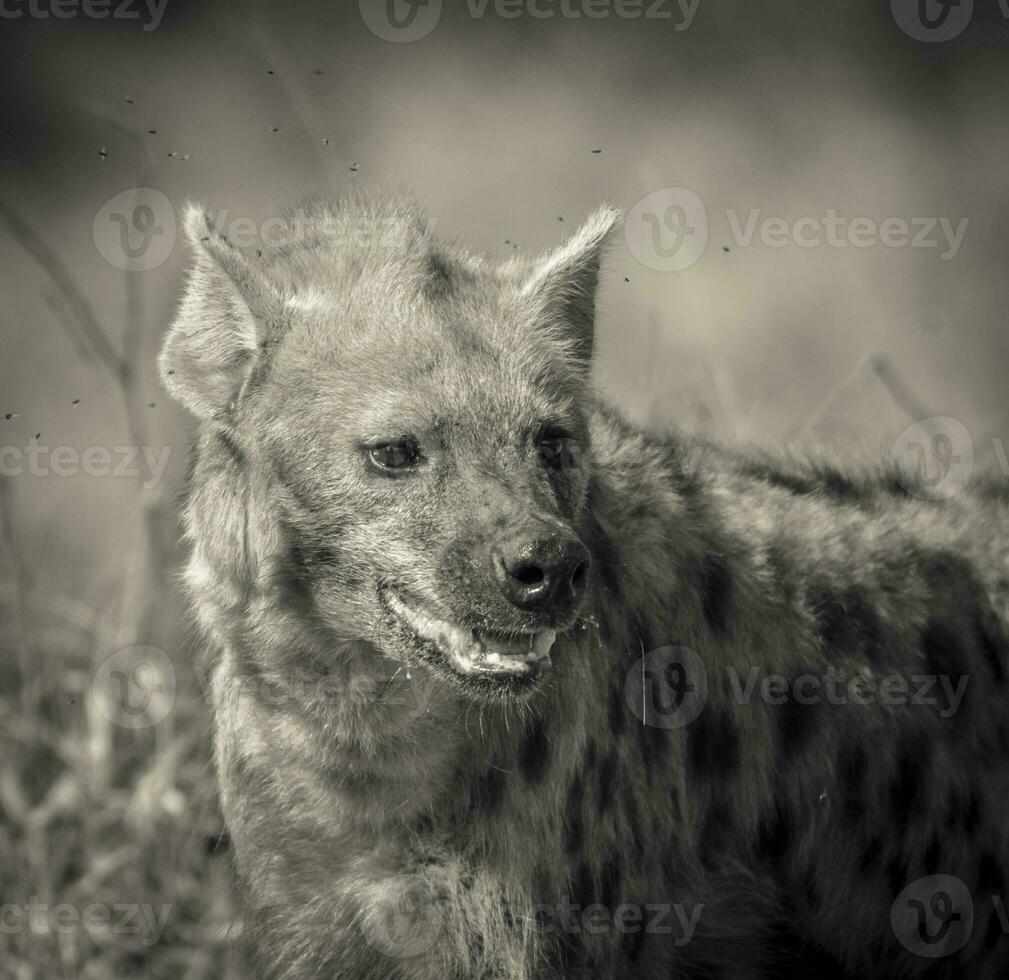 hyena äter, kruger nationell parkera, söder afrika. foto