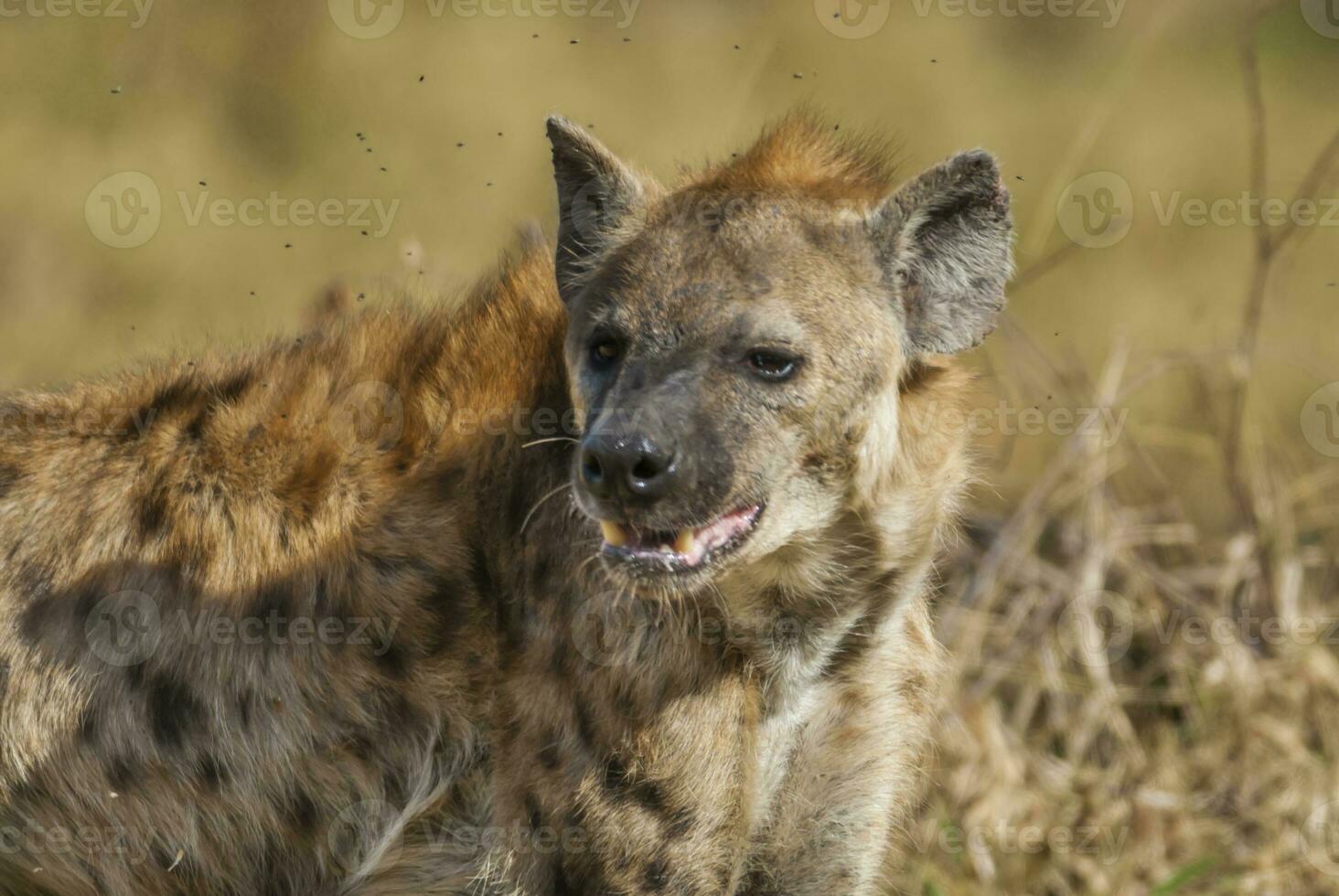 hyena äter, kruger nationell parkera, söder afrika. foto