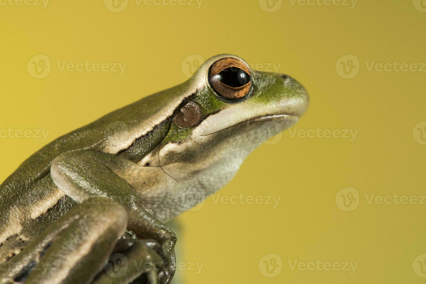 montevideo trädgroda, hyla pulchela, la pampa, patagonien, argentina. foto