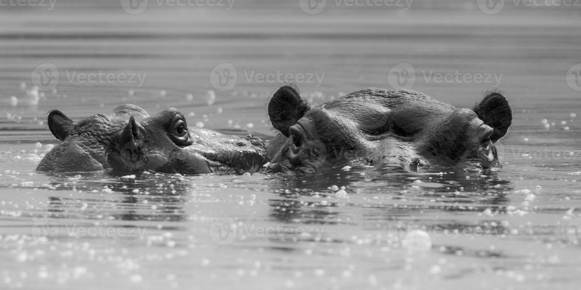 flodhäst amfibie i vattenhål, kruger nationell park, söder afrika foto