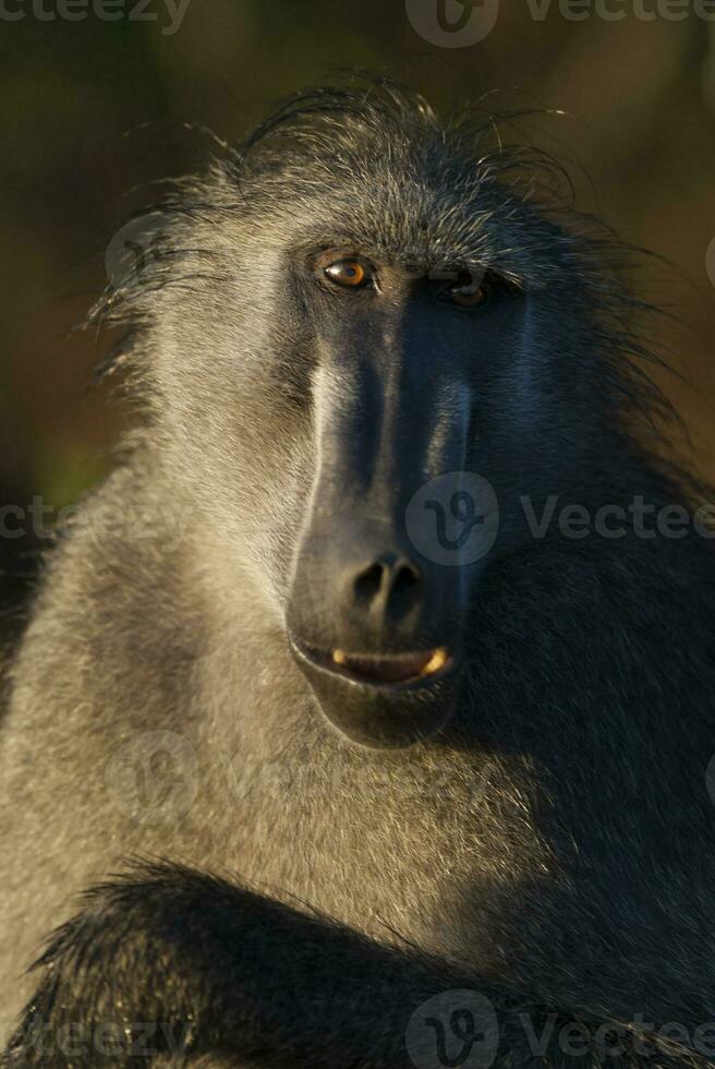 babian, kruger nationell parkera, söder afrika foto