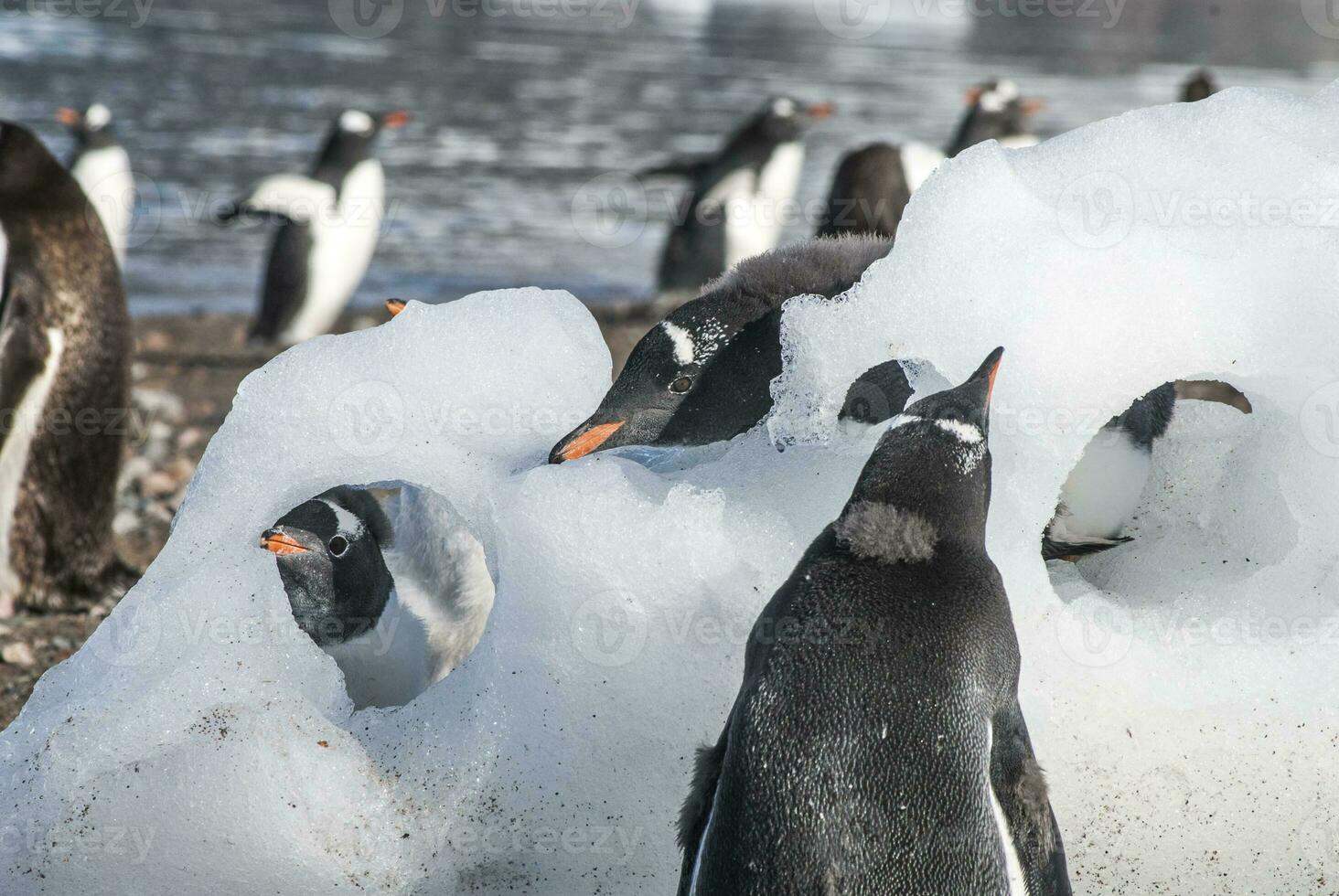 gentoo pingvin, neko hamn, Antarktis foto