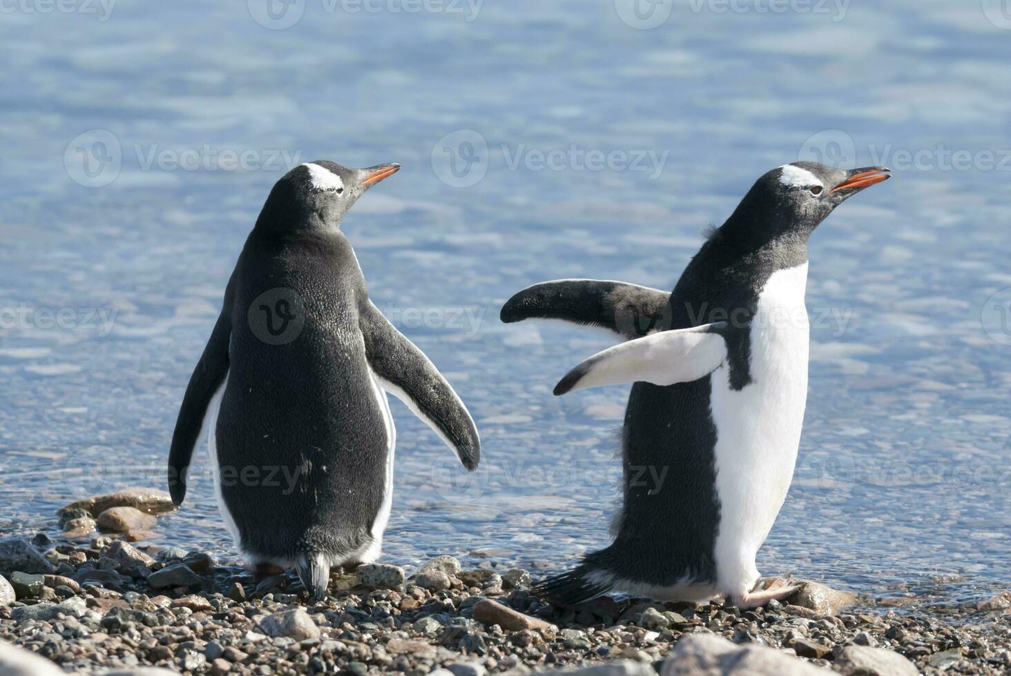 gentoo pingvin, neko hamn, Antarktis foto