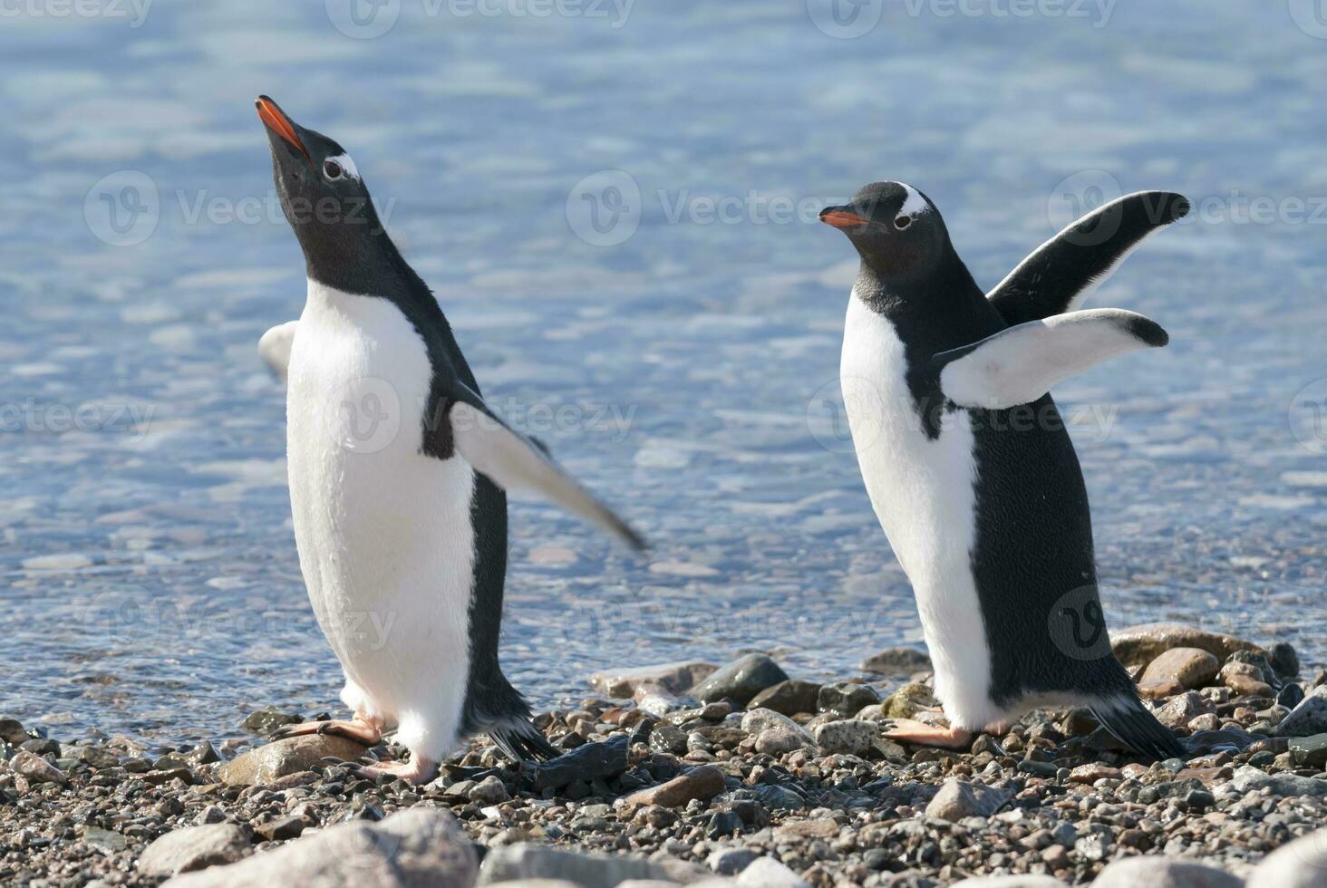 gentoo pingvin, antartika foto