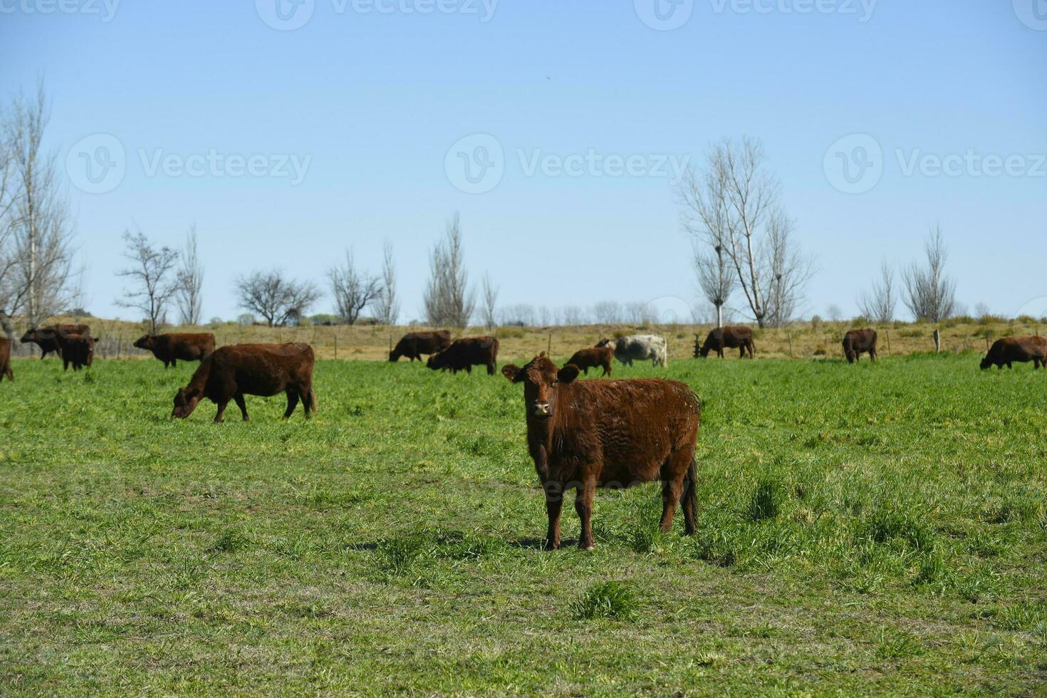 nötkreatur höjning i pampas landsbygden, la pampa provins, argentina. foto