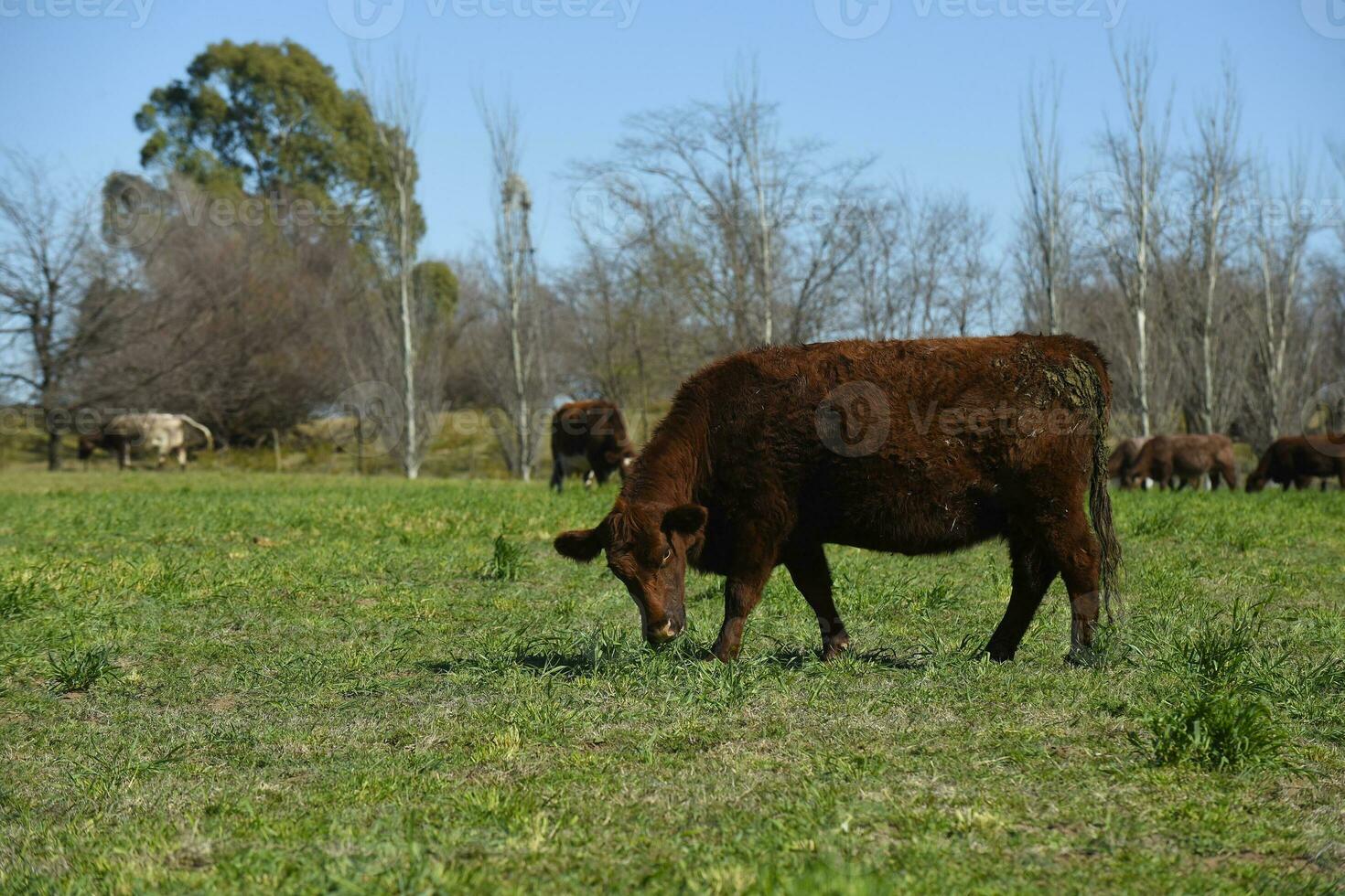 nötkreatur höjning i pampas landsbygden, la pampa provins, argentina. foto