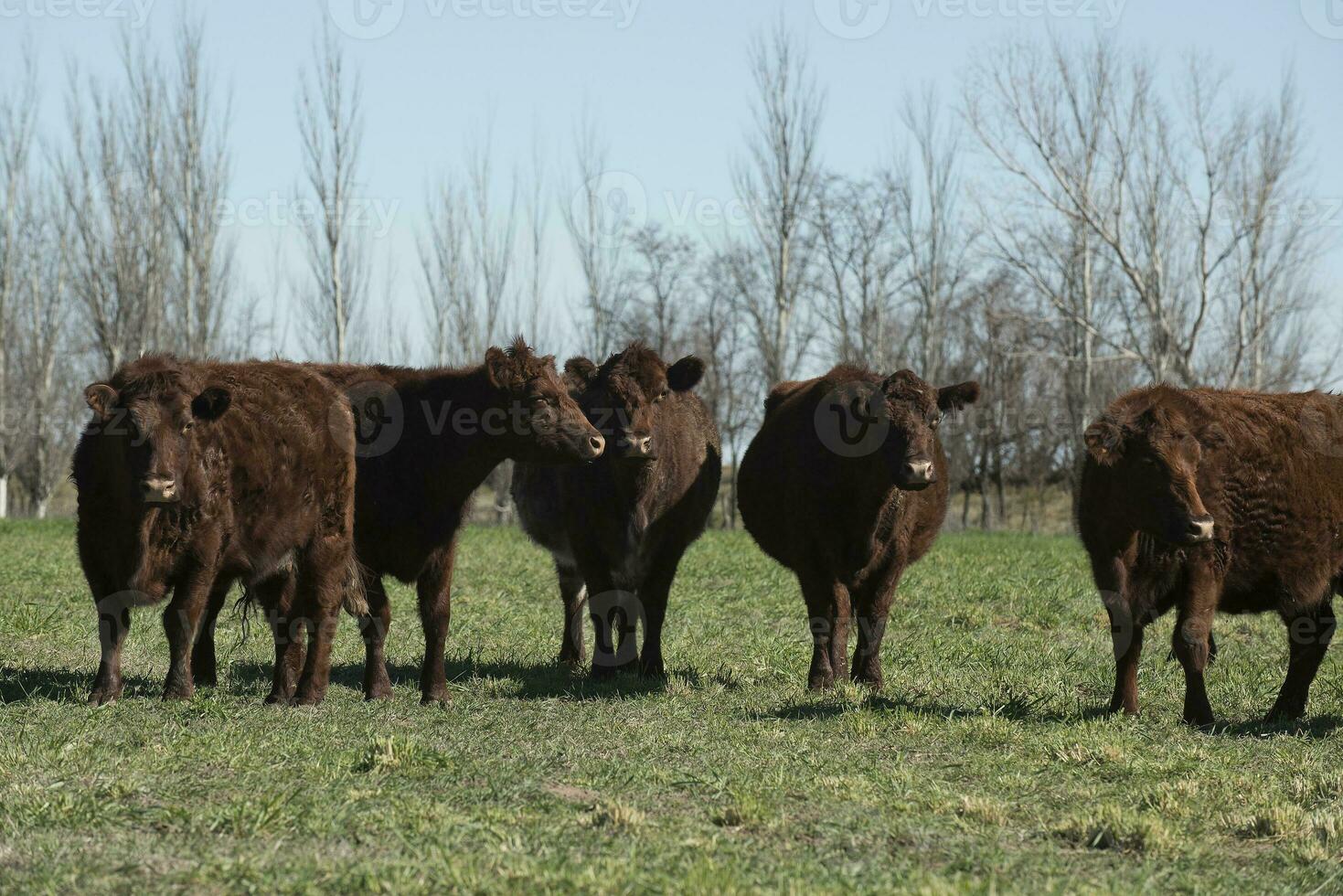 nötkreatur i pampas landsbygden, la pampa, argentina. foto