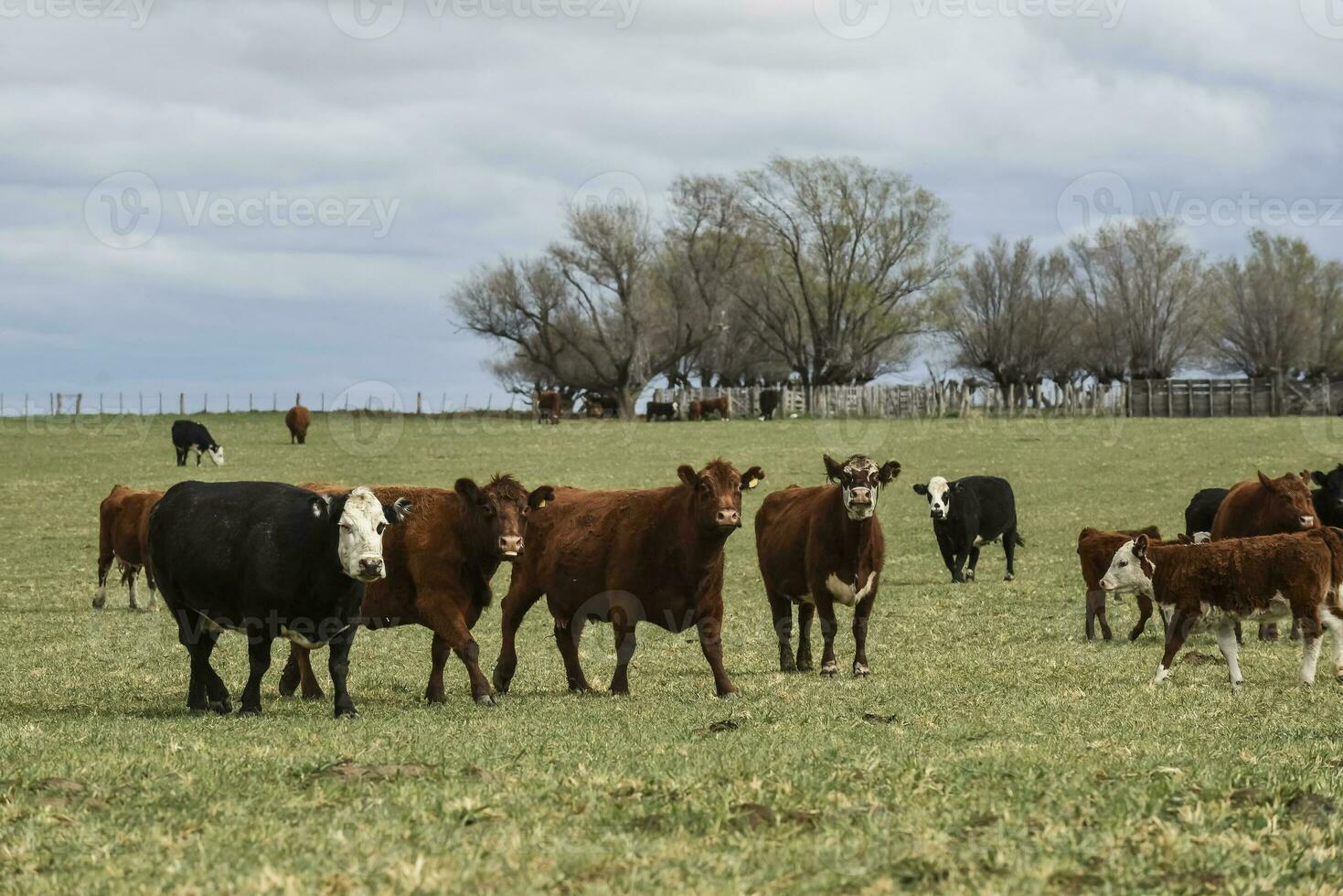 nötkreatur i pampas landsbygden, la pampa, argentina. foto