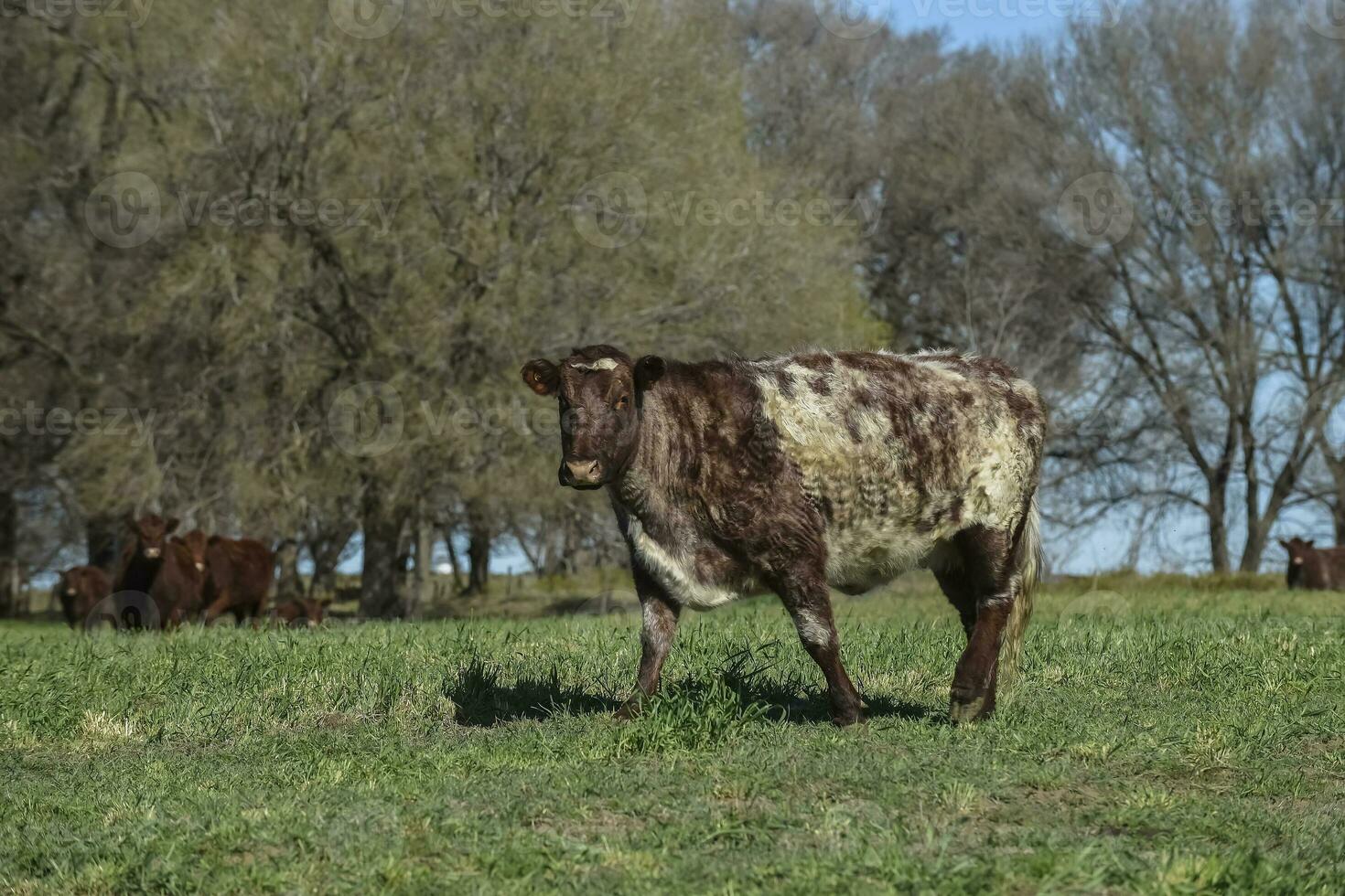 kor matad med naturlig gräs i pampas landsbygden, patagonien, argentina. foto