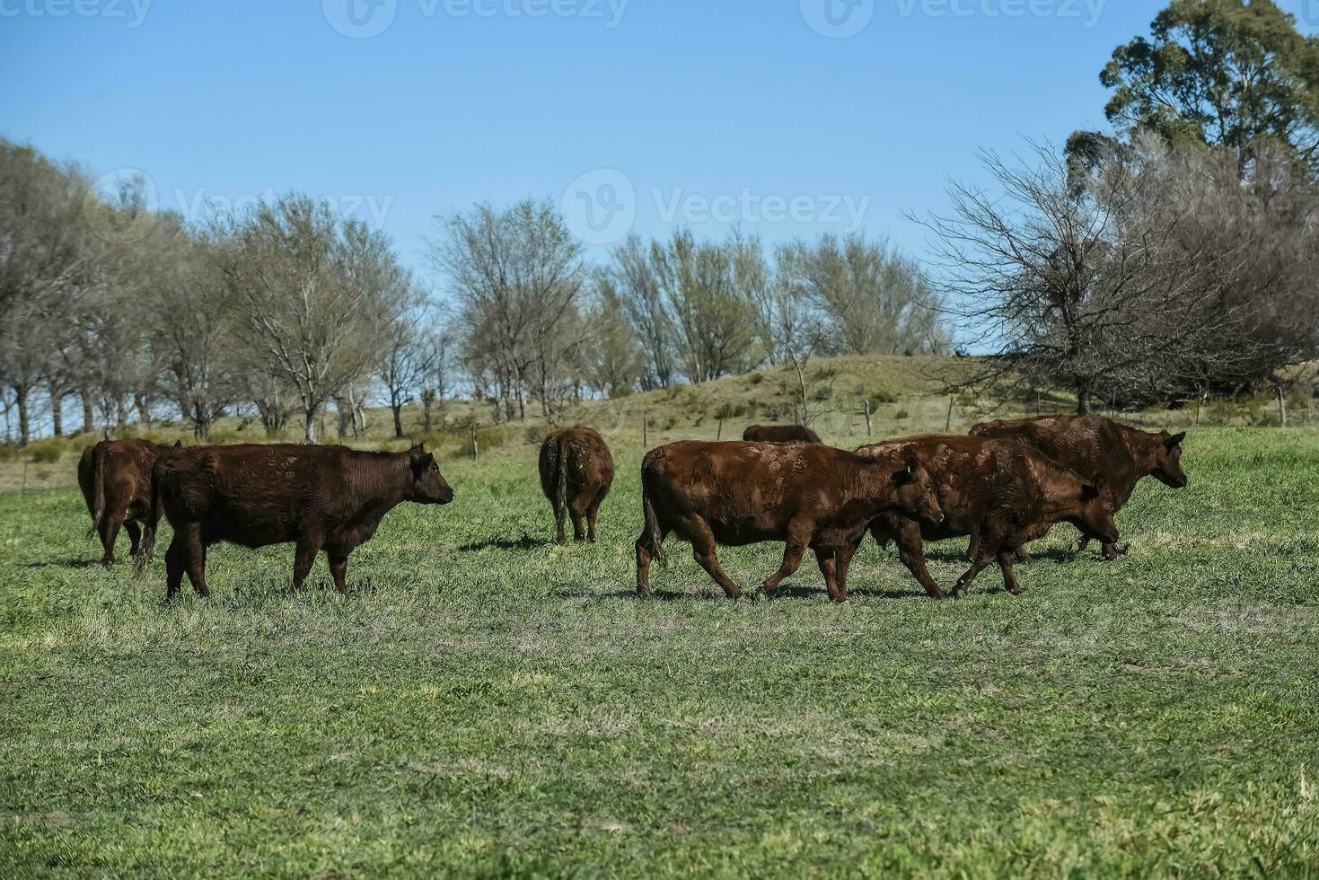 kor matad med naturlig gräs i pampas landsbygden, patagonien, argentina. foto