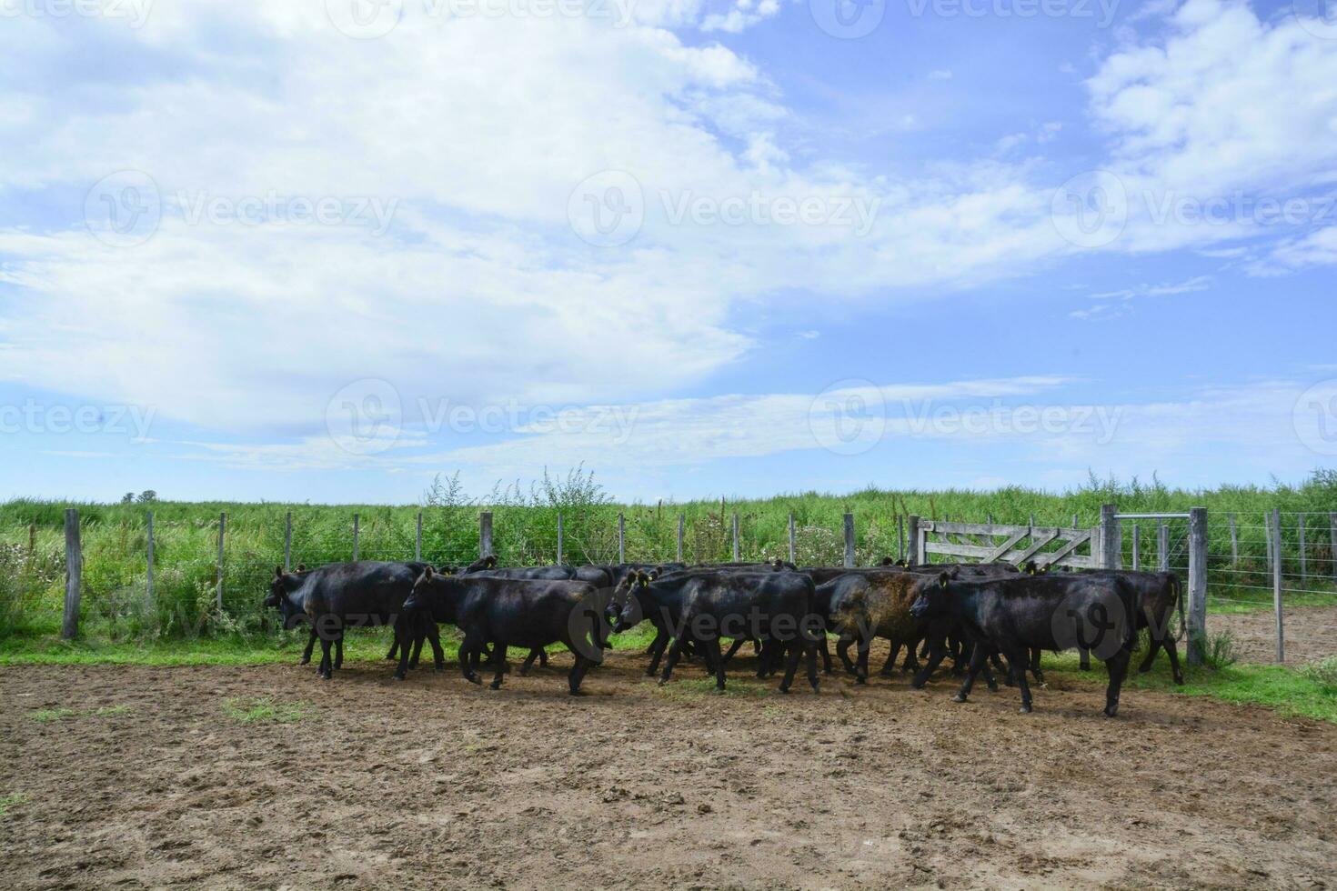 kor i de ko penna , argentine kött produktion foto