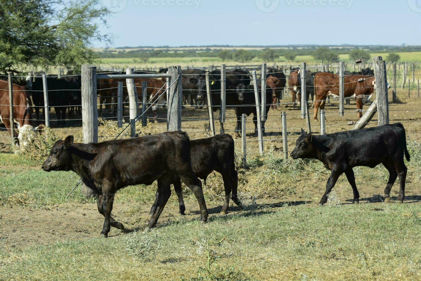 kor i de ko penna , argentine kött produktion foto
