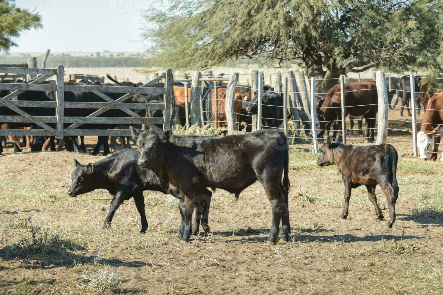 kor i de ko penna , argentine kött produktion foto