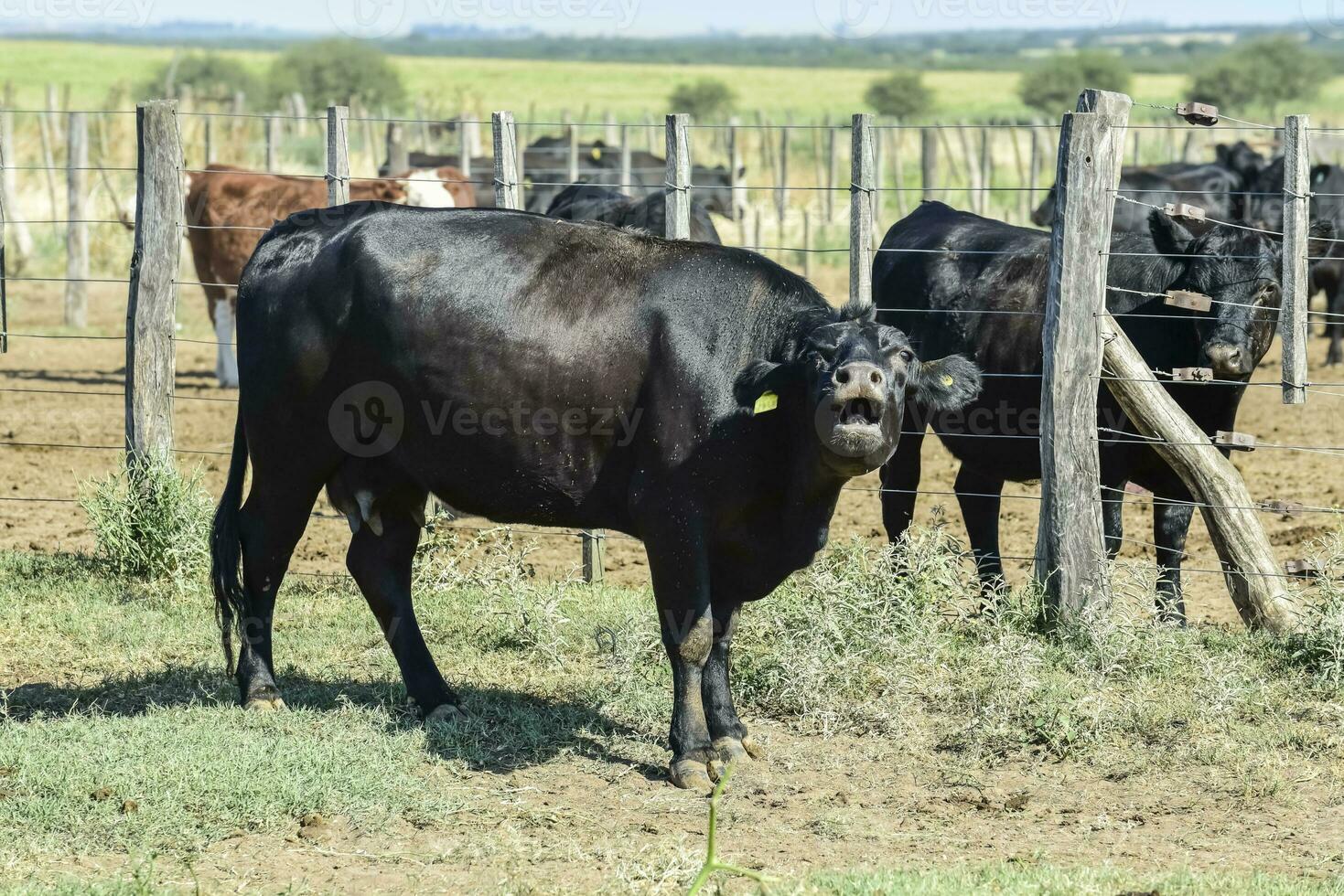 kor i de ko penna , argentine kött produktion foto