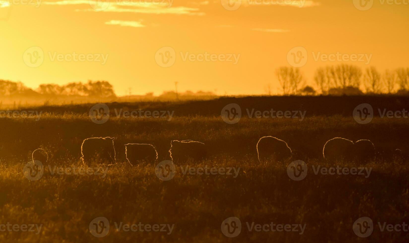 får i lantlig solnedgång landskap, patagonien, argentina foto