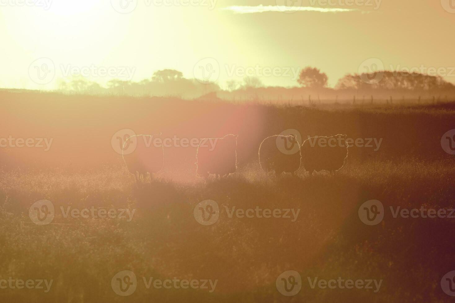 får i lantlig solnedgång landskap, patagonien, argentina foto