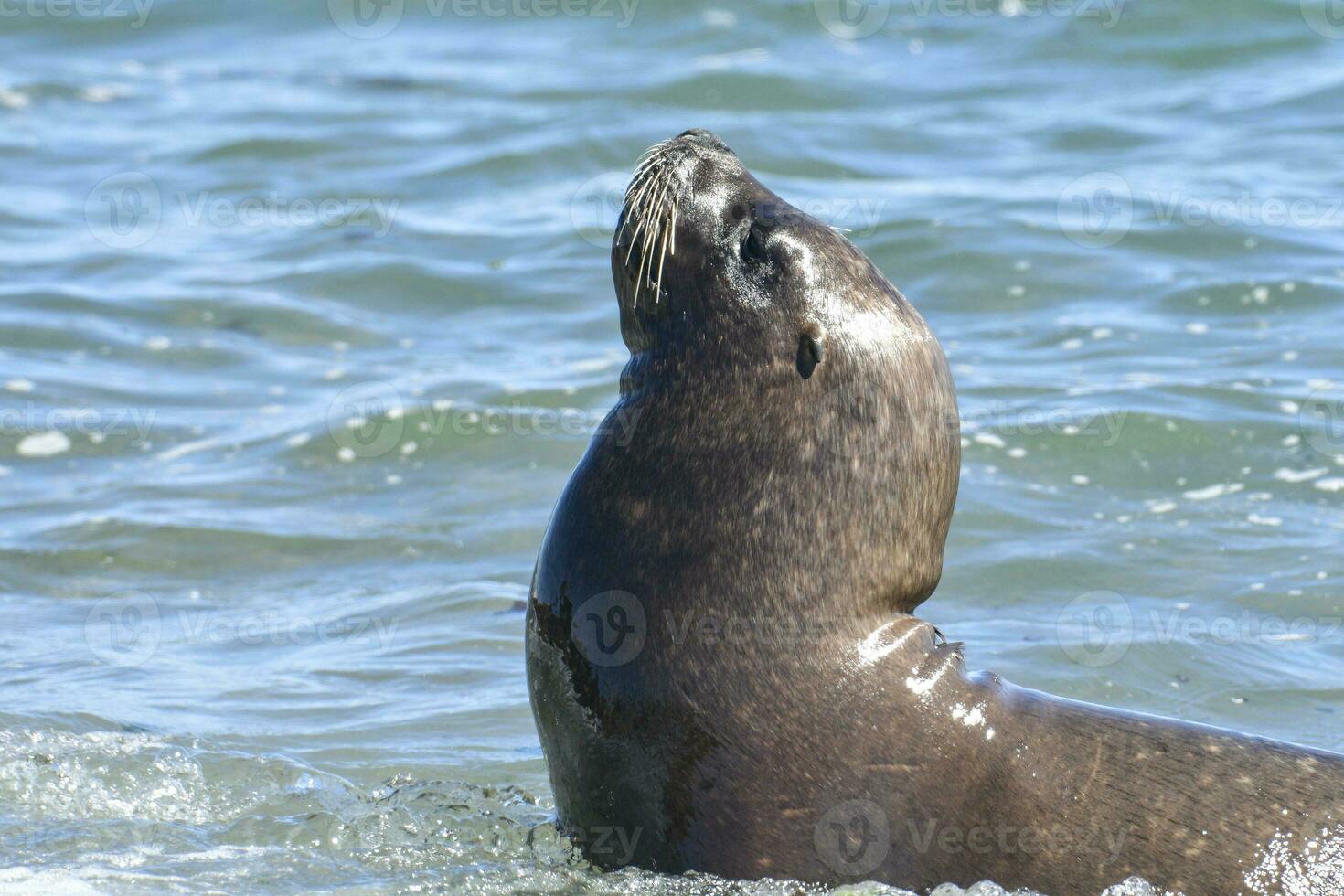 kvinna hav lejon, halvö valdes, patagonien, argentina foto