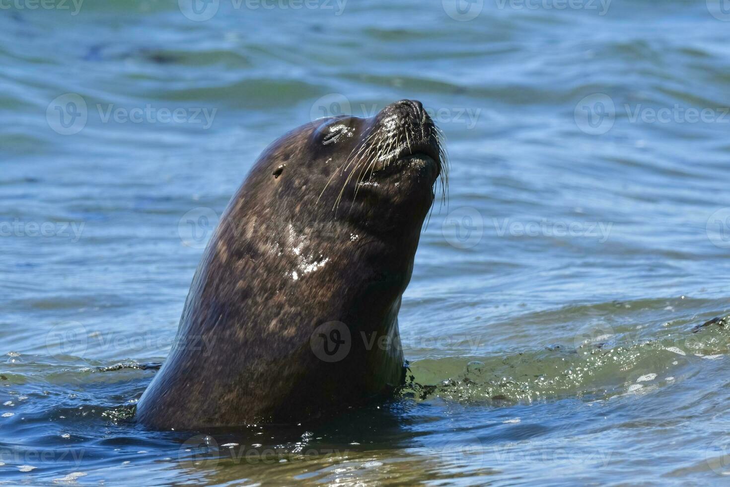 kvinna hav lejon, halvö valdes, patagonien, argentina foto