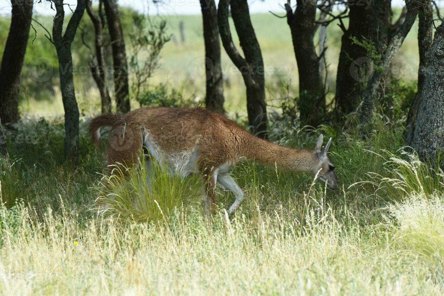 guanaco, lama guanicoe, luro parkera, la pampa provins, la pampa, argentina. foto