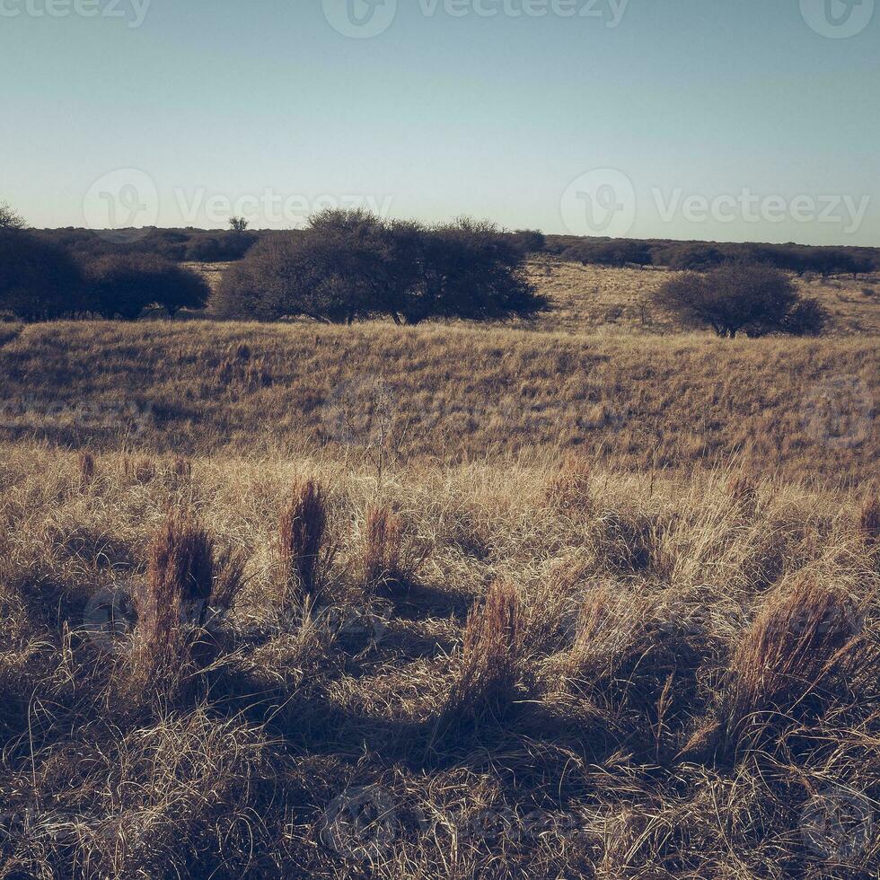 pampas gräs landskap, la pampa provins, patagonien, argentina. foto